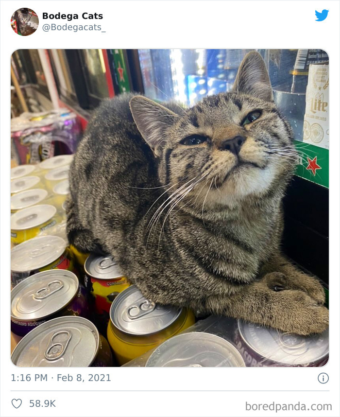 This Twitter Account Collects Photos Of Cats In Small Shops Looking Like They Own The Place (50 New Pics) This Twitter Account Collects Photos Of Cats In Small Shops Looking Like They Own The Place (50 New Pics)