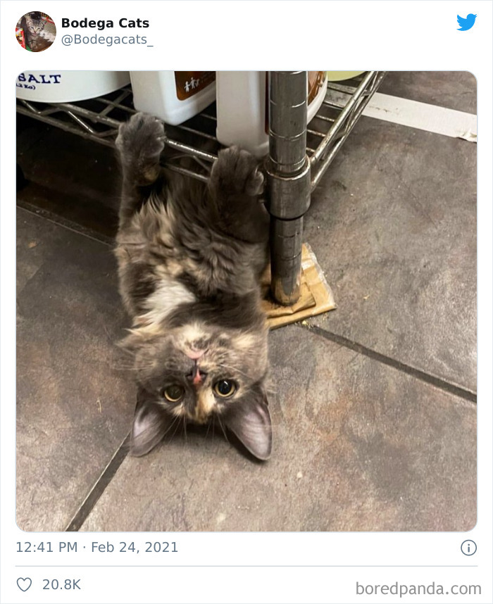 This Twitter Account Collects Photos Of Cats In Small Shops Looking Like They Own The Place (50 New Pics) This Twitter Account Collects Photos Of Cats In Small Shops Looking Like They Own The Place (50 New Pics)