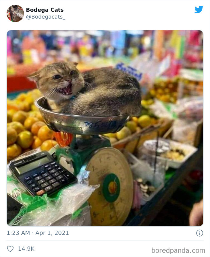 This Twitter Account Collects Photos Of Cats In Small Shops Looking Like They Own The Place (50 New Pics) This Twitter Account Collects Photos Of Cats In Small Shops Looking Like They Own The Place (50 New Pics)