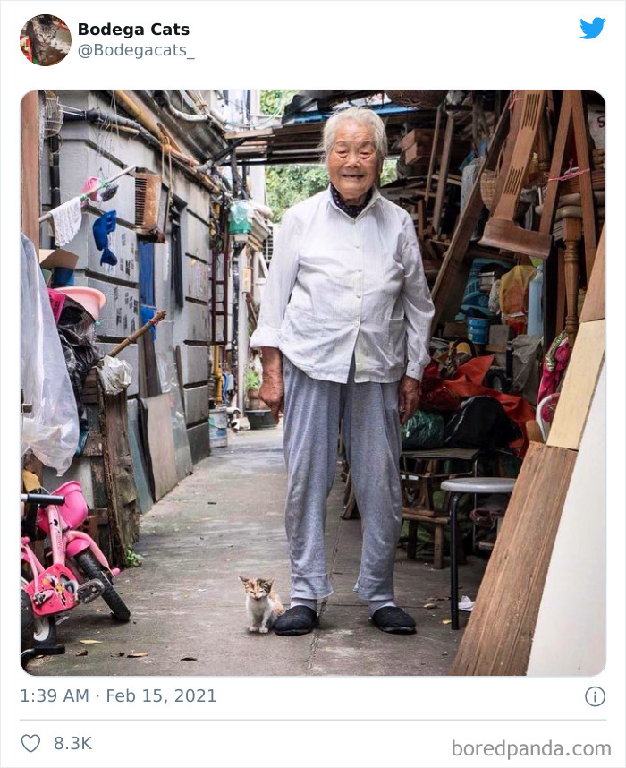 This Twitter Account Collects Photos Of Cats In Small Shops Looking Like They Own The Place (50 New Pics) This Twitter Account Collects Photos Of Cats In Small Shops Looking Like They Own The Place (50 New Pics)