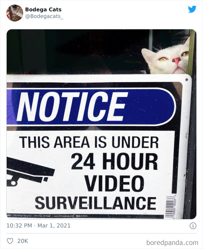 This Twitter Account Collects Photos Of Cats In Small Shops Looking Like They Own The Place (50 New Pics) This Twitter Account Collects Photos Of Cats In Small Shops Looking Like They Own The Place (50 New Pics)