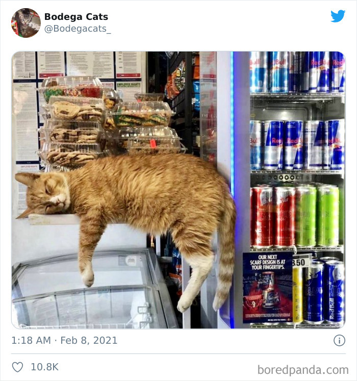 This Twitter Account Collects Photos Of Cats In Small Shops Looking Like They Own The Place (50 New Pics) This Twitter Account Collects Photos Of Cats In Small Shops Looking Like They Own The Place (50 New Pics)