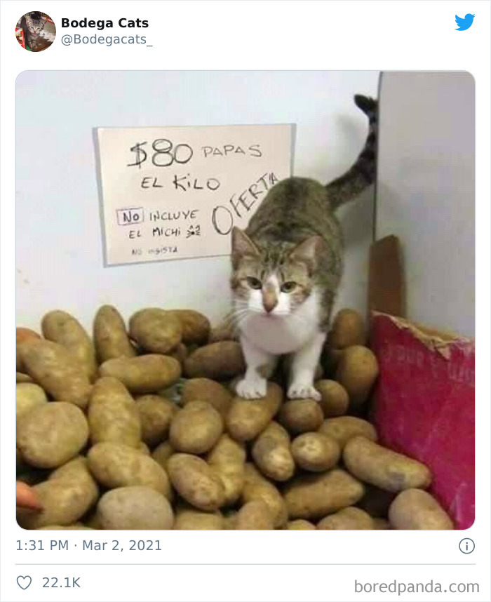 This Twitter Account Collects Photos Of Cats In Small Shops Looking Like They Own The Place (50 New Pics) This Twitter Account Collects Photos Of Cats In Small Shops Looking Like They Own The Place (50 New Pics)