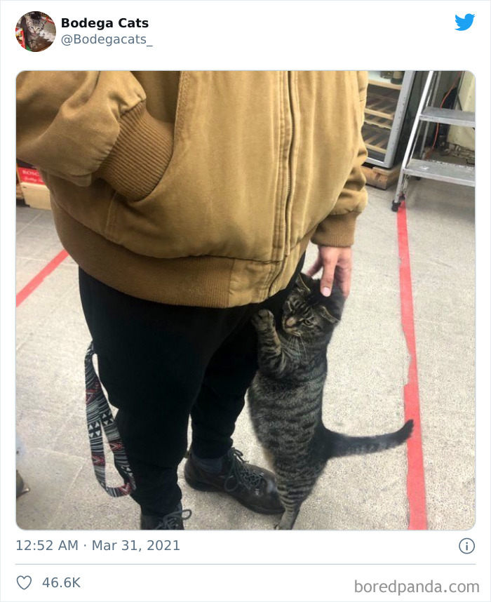 This Twitter Account Collects Photos Of Cats In Small Shops Looking Like They Own The Place (50 New Pics) This Twitter Account Collects Photos Of Cats In Small Shops Looking Like They Own The Place (50 New Pics)