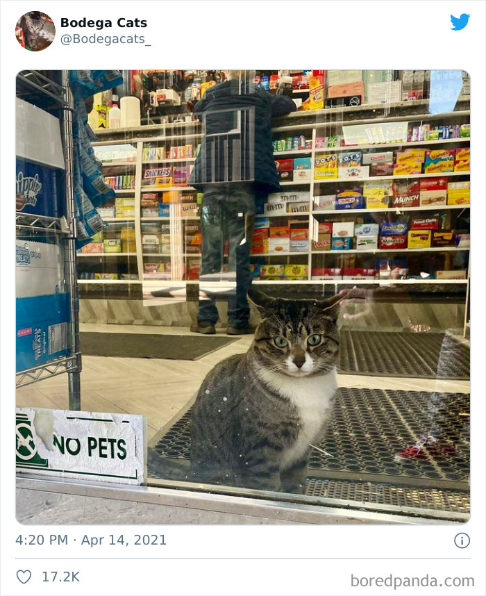 This Twitter Account Collects Photos Of Cats In Small Shops Looking Like They Own The Place (50 New Pics) This Twitter Account Collects Photos Of Cats In Small Shops Looking Like They Own The Place (50 New Pics)
