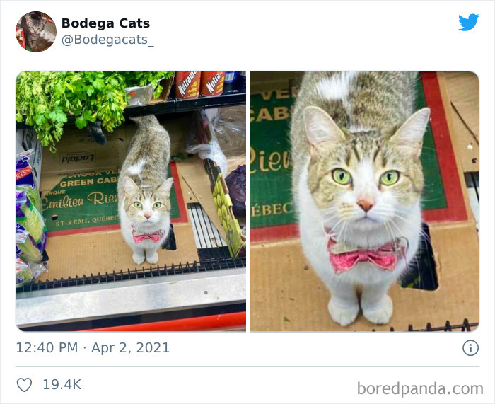 This Twitter Account Collects Photos Of Cats In Small Shops Looking Like They Own The Place (50 New Pics) This Twitter Account Collects Photos Of Cats In Small Shops Looking Like They Own The Place (50 New Pics)
