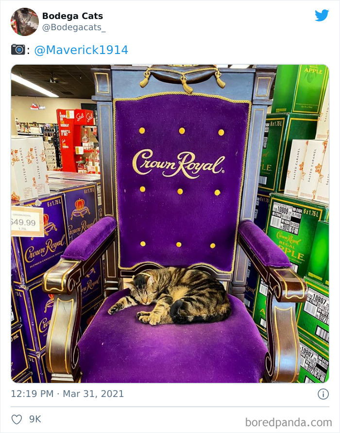 This Twitter Account Collects Photos Of Cats In Small Shops Looking Like They Own The Place (50 New Pics) This Twitter Account Collects Photos Of Cats In Small Shops Looking Like They Own The Place (50 New Pics)