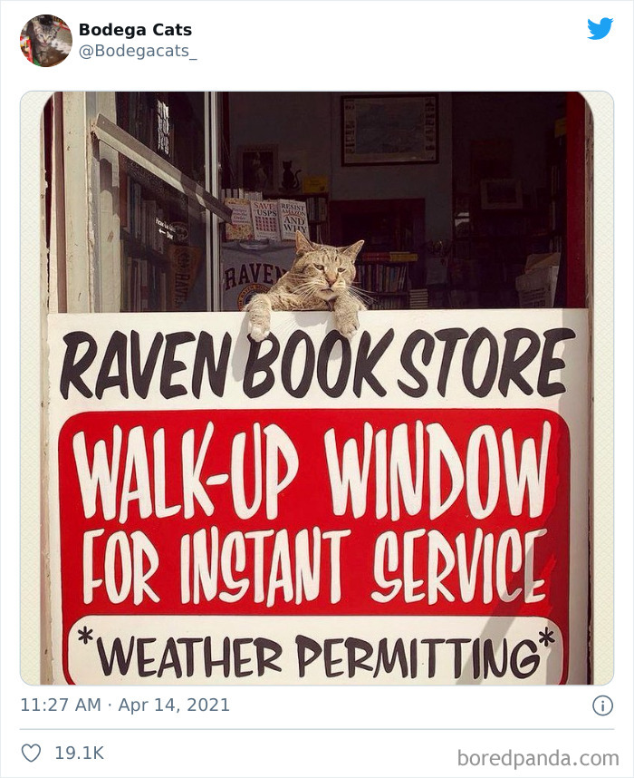 This Twitter Account Collects Photos Of Cats In Small Shops Looking Like They Own The Place (50 New Pics) This Twitter Account Collects Photos Of Cats In Small Shops Looking Like They Own The Place (50 New Pics)