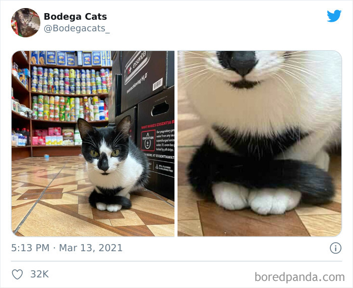 This Twitter Account Collects Photos Of Cats In Small Shops Looking Like They Own The Place (50 New Pics) This Twitter Account Collects Photos Of Cats In Small Shops Looking Like They Own The Place (50 New Pics)
