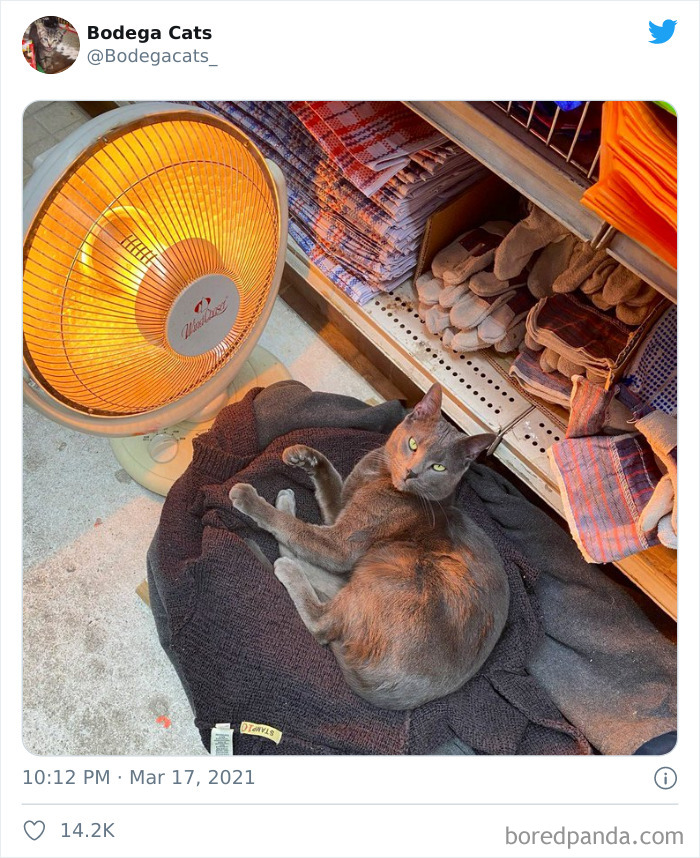 This Twitter Account Collects Photos Of Cats In Small Shops Looking Like They Own The Place (50 New Pics) This Twitter Account Collects Photos Of Cats In Small Shops Looking Like They Own The Place (50 New Pics)