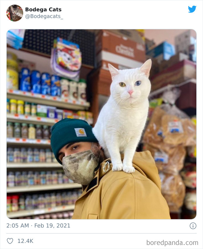 This Twitter Account Collects Photos Of Cats In Small Shops Looking Like They Own The Place (50 New Pics) This Twitter Account Collects Photos Of Cats In Small Shops Looking Like They Own The Place (50 New Pics)