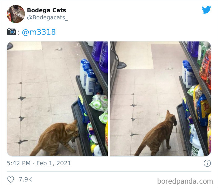 This Twitter Account Collects Photos Of Cats In Small Shops Looking Like They Own The Place (50 New Pics) This Twitter Account Collects Photos Of Cats In Small Shops Looking Like They Own The Place (50 New Pics)