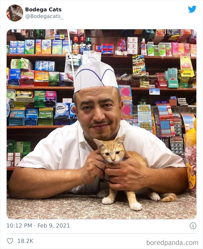 This Twitter Account Collects Photos Of Cats In Small Shops Looking Like They Own The Place (50 New Pics) This Twitter Account Collects Photos Of Cats In Small Shops Looking Like They Own The Place (50 New Pics)