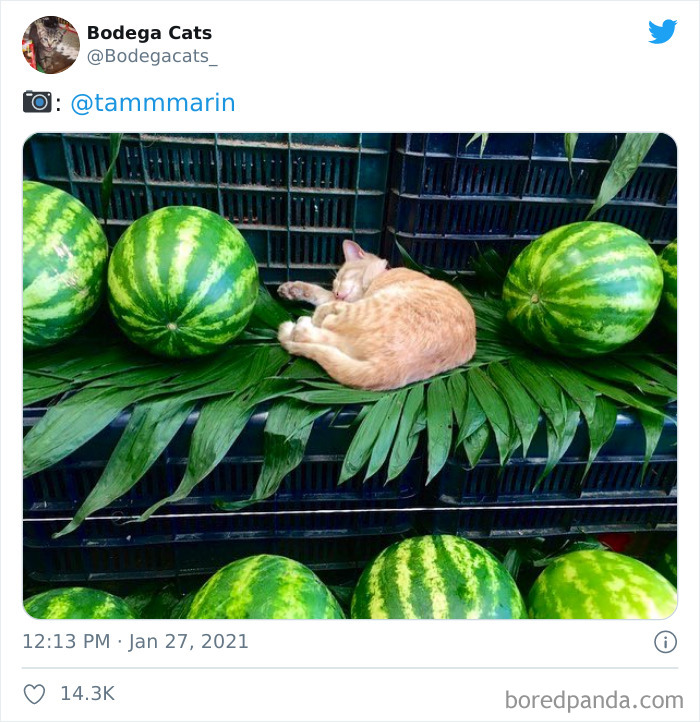 This Twitter Account Collects Photos Of Cats In Small Shops Looking Like They Own The Place (50 New Pics) This Twitter Account Collects Photos Of Cats In Small Shops Looking Like They Own The Place (50 New Pics)