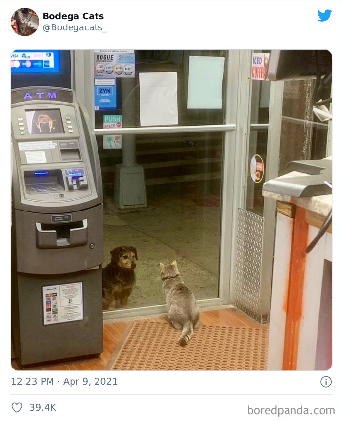 This Twitter Account Collects Photos Of Cats In Small Shops Looking Like They Own The Place (50 New Pics) This Twitter Account Collects Photos Of Cats In Small Shops Looking Like They Own The Place (50 New Pics)
