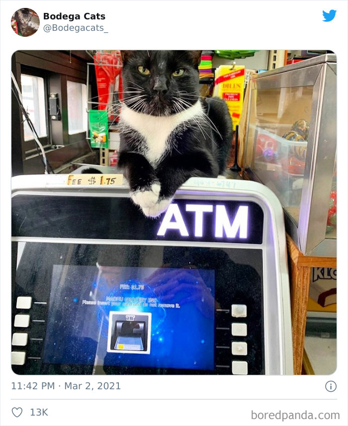 This Twitter Account Collects Photos Of Cats In Small Shops Looking Like They Own The Place (50 New Pics) This Twitter Account Collects Photos Of Cats In Small Shops Looking Like They Own The Place (50 New Pics)