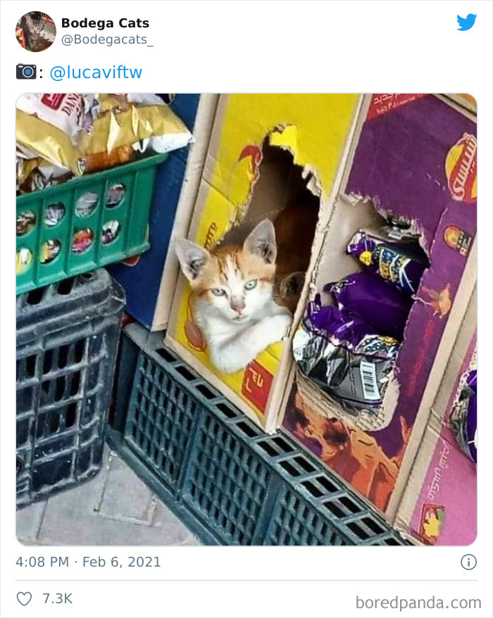 This Twitter Account Collects Photos Of Cats In Small Shops Looking Like They Own The Place (50 New Pics) This Twitter Account Collects Photos Of Cats In Small Shops Looking Like They Own The Place (50 New Pics)