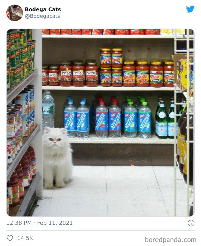 This Twitter Account Collects Photos Of Cats In Small Shops Looking Like They Own The Place (50 New Pics) This Twitter Account Collects Photos Of Cats In Small Shops Looking Like They Own The Place (50 New Pics)