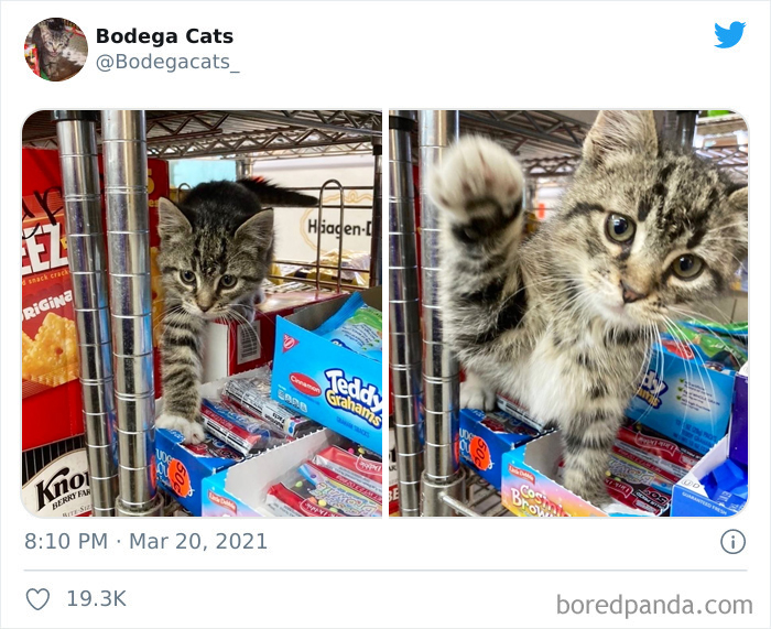 This Twitter Account Collects Photos Of Cats In Small Shops Looking Like They Own The Place (50 New Pics) This Twitter Account Collects Photos Of Cats In Small Shops Looking Like They Own The Place (50 New Pics)
