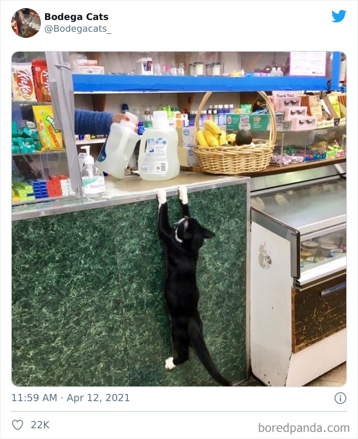 This Twitter Account Collects Photos Of Cats In Small Shops Looking Like They Own The Place (50 New Pics) This Twitter Account Collects Photos Of Cats In Small Shops Looking Like They Own The Place (50 New Pics)