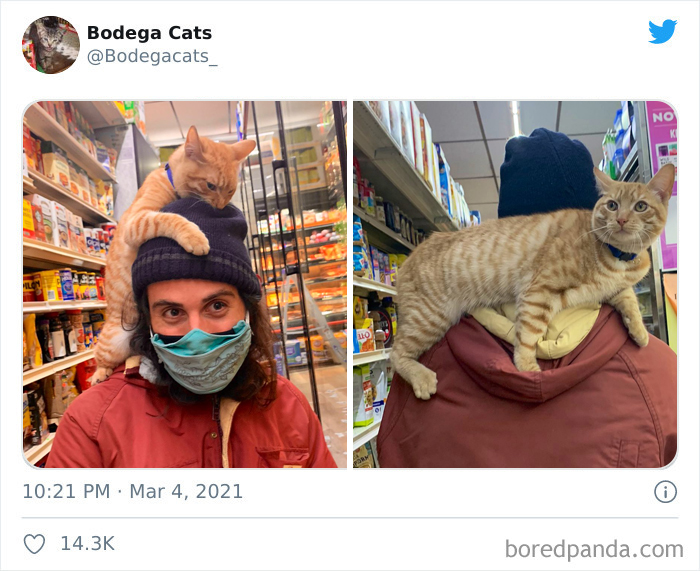 This Twitter Account Collects Photos Of Cats In Small Shops Looking Like They Own The Place (50 New Pics) This Twitter Account Collects Photos Of Cats In Small Shops Looking Like They Own The Place (50 New Pics)