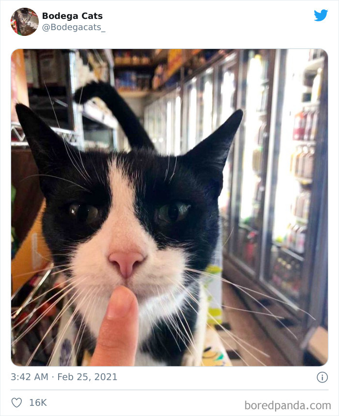 This Twitter Account Collects Photos Of Cats In Small Shops Looking Like They Own The Place (50 New Pics) This Twitter Account Collects Photos Of Cats In Small Shops Looking Like They Own The Place (50 New Pics)