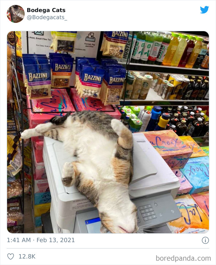 This Twitter Account Collects Photos Of Cats In Small Shops Looking Like They Own The Place (50 New Pics) This Twitter Account Collects Photos Of Cats In Small Shops Looking Like They Own The Place (50 New Pics)