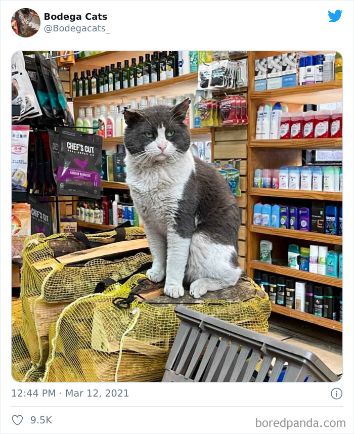 This Twitter Account Collects Photos Of Cats In Small Shops Looking Like They Own The Place (50 New Pics) This Twitter Account Collects Photos Of Cats In Small Shops Looking Like They Own The Place (50 New Pics)