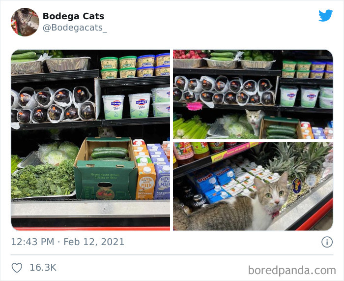 This Twitter Account Collects Photos Of Cats In Small Shops Looking Like They Own The Place (50 New Pics) This Twitter Account Collects Photos Of Cats In Small Shops Looking Like They Own The Place (50 New Pics)