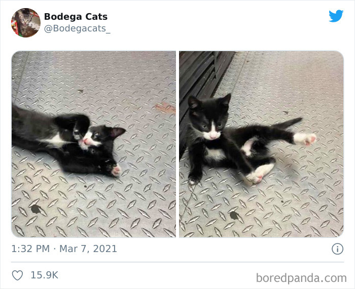 This Twitter Account Collects Photos Of Cats In Small Shops Looking Like They Own The Place (50 New Pics) This Twitter Account Collects Photos Of Cats In Small Shops Looking Like They Own The Place (50 New Pics)