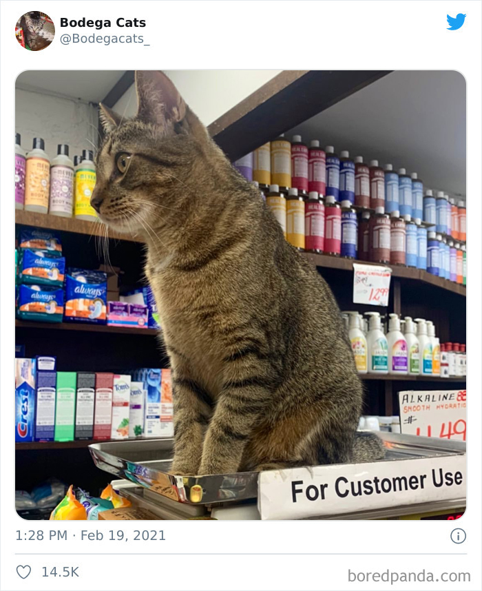 This Twitter Account Collects Photos Of Cats In Small Shops Looking Like They Own The Place (50 New Pics) This Twitter Account Collects Photos Of Cats In Small Shops Looking Like They Own The Place (50 New Pics)