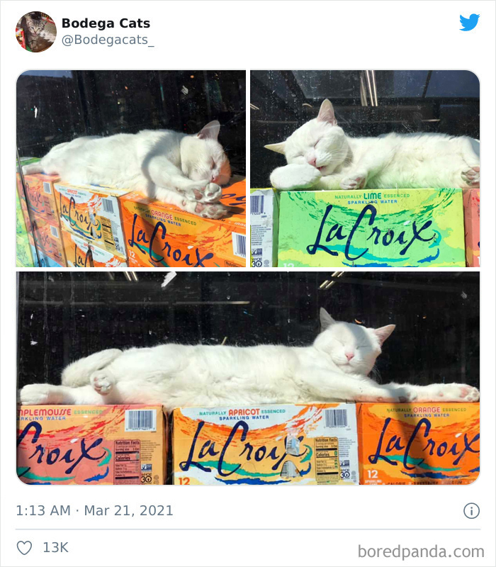This Twitter Account Collects Photos Of Cats In Small Shops Looking Like They Own The Place (50 New Pics) This Twitter Account Collects Photos Of Cats In Small Shops Looking Like They Own The Place (50 New Pics)