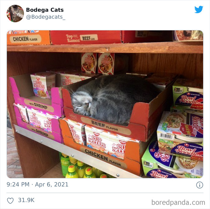 This Twitter Account Collects Photos Of Cats In Small Shops Looking Like They Own The Place (50 New Pics) This Twitter Account Collects Photos Of Cats In Small Shops Looking Like They Own The Place (50 New Pics)