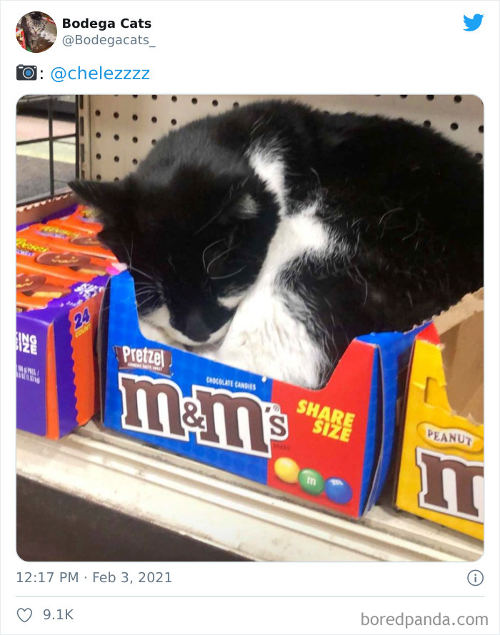 This Twitter Account Collects Photos Of Cats In Small Shops Looking Like They Own The Place (50 New Pics) This Twitter Account Collects Photos Of Cats In Small Shops Looking Like They Own The Place (50 New Pics)