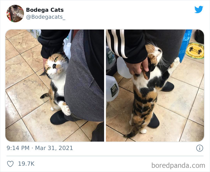 This Twitter Account Collects Photos Of Cats In Small Shops Looking Like They Own The Place (50 New Pics) This Twitter Account Collects Photos Of Cats In Small Shops Looking Like They Own The Place (50 New Pics)