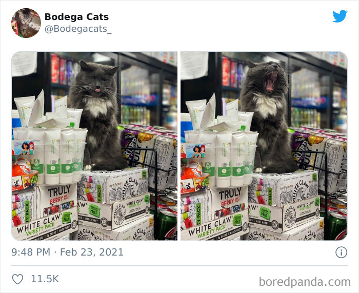 This Twitter Account Collects Photos Of Cats In Small Shops Looking Like They Own The Place (50 New Pics) This Twitter Account Collects Photos Of Cats In Small Shops Looking Like They Own The Place (50 New Pics)