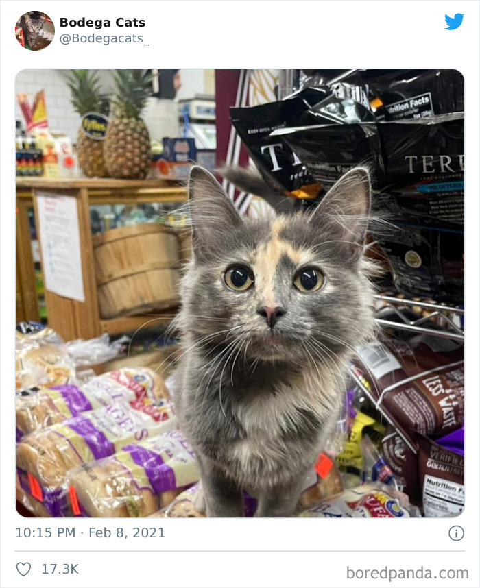 This Twitter Account Collects Photos Of Cats In Small Shops Looking Like They Own The Place (50 New Pics) This Twitter Account Collects Photos Of Cats In Small Shops Looking Like They Own The Place (50 New Pics)