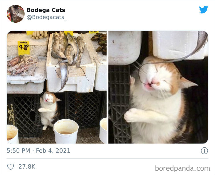 This Twitter Account Collects Photos Of Cats In Small Shops Looking Like They Own The Place (50 New Pics) This Twitter Account Collects Photos Of Cats In Small Shops Looking Like They Own The Place (50 New Pics)