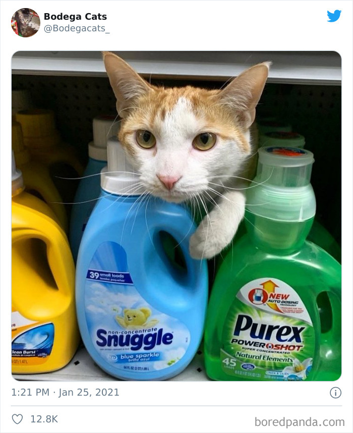 This Twitter Account Collects Photos Of Cats In Small Shops Looking Like They Own The Place (50 New Pics) This Twitter Account Collects Photos Of Cats In Small Shops Looking Like They Own The Place (50 New Pics)