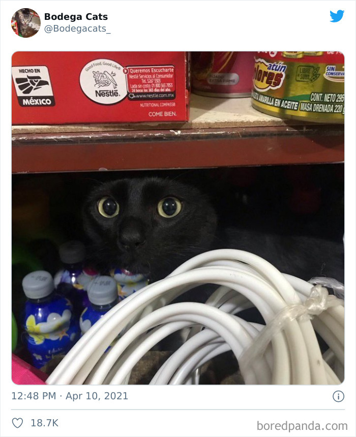 This Twitter Account Collects Photos Of Cats In Small Shops Looking Like They Own The Place (50 New Pics) This Twitter Account Collects Photos Of Cats In Small Shops Looking Like They Own The Place (50 New Pics)