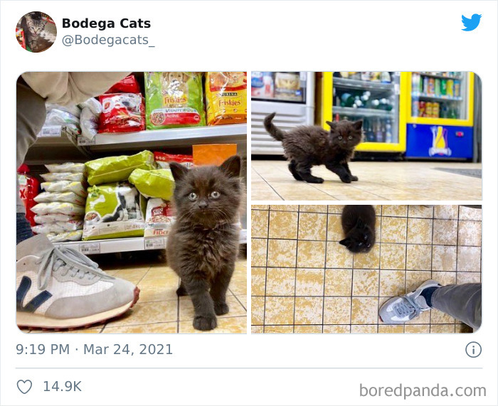 This Twitter Account Collects Photos Of Cats In Small Shops Looking Like They Own The Place (50 New Pics) This Twitter Account Collects Photos Of Cats In Small Shops Looking Like They Own The Place (50 New Pics)