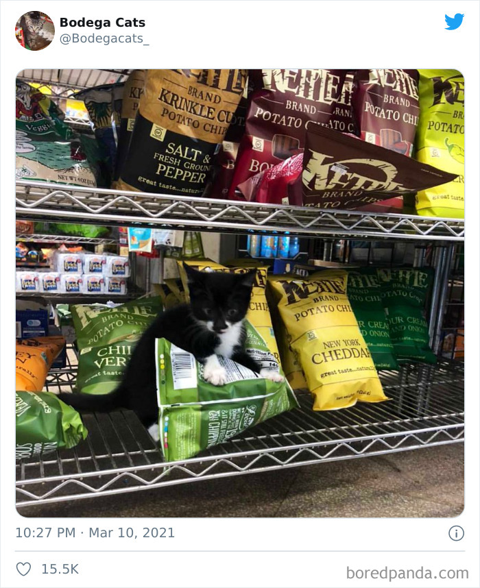 This Twitter Account Collects Photos Of Cats In Small Shops Looking Like They Own The Place (50 New Pics) This Twitter Account Collects Photos Of Cats In Small Shops Looking Like They Own The Place (50 New Pics)