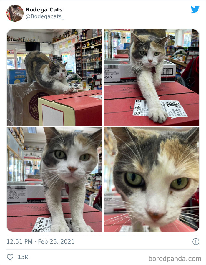 This Twitter Account Collects Photos Of Cats In Small Shops Looking Like They Own The Place (50 New Pics) This Twitter Account Collects Photos Of Cats In Small Shops Looking Like They Own The Place (50 New Pics)