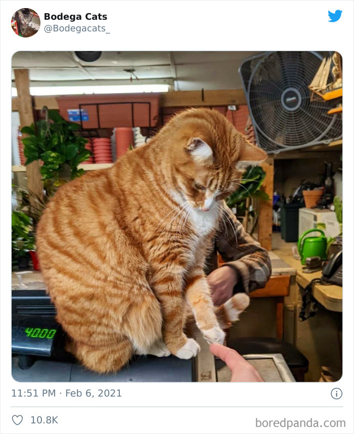 This Twitter Account Collects Photos Of Cats In Small Shops Looking Like They Own The Place (50 New Pics) This Twitter Account Collects Photos Of Cats In Small Shops Looking Like They Own The Place (50 New Pics)