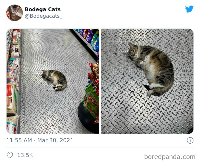 This Twitter Account Collects Photos Of Cats In Small Shops Looking Like They Own The Place (50 New Pics) This Twitter Account Collects Photos Of Cats In Small Shops Looking Like They Own The Place (50 New Pics)