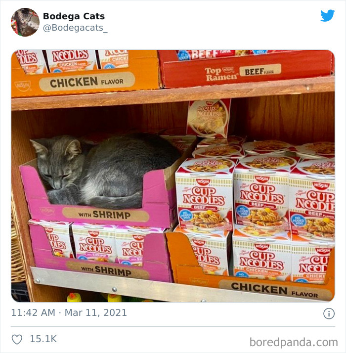 This Twitter Account Collects Photos Of Cats In Small Shops Looking Like They Own The Place (50 New Pics) This Twitter Account Collects Photos Of Cats In Small Shops Looking Like They Own The Place (50 New Pics)