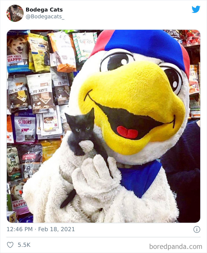 This Twitter Account Collects Photos Of Cats In Small Shops Looking Like They Own The Place (50 New Pics) This Twitter Account Collects Photos Of Cats In Small Shops Looking Like They Own The Place (50 New Pics)