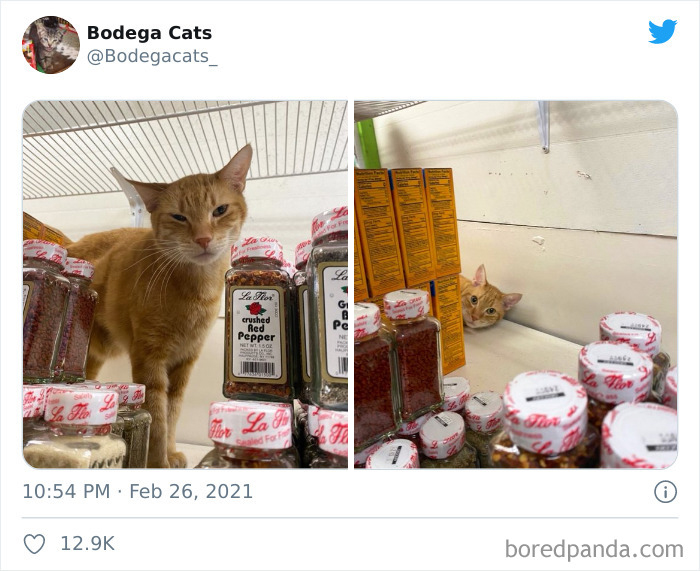 This Twitter Account Collects Photos Of Cats In Small Shops Looking Like They Own The Place (50 New Pics) This Twitter Account Collects Photos Of Cats In Small Shops Looking Like They Own The Place (50 New Pics)