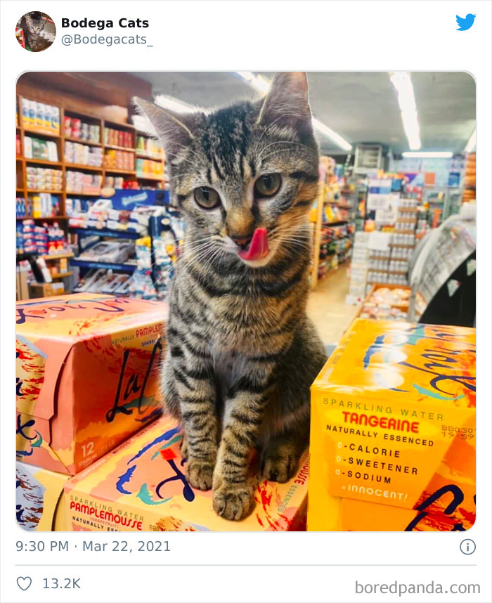This Twitter Account Collects Photos Of Cats In Small Shops Looking Like They Own The Place (50 New Pics) This Twitter Account Collects Photos Of Cats In Small Shops Looking Like They Own The Place (50 New Pics)