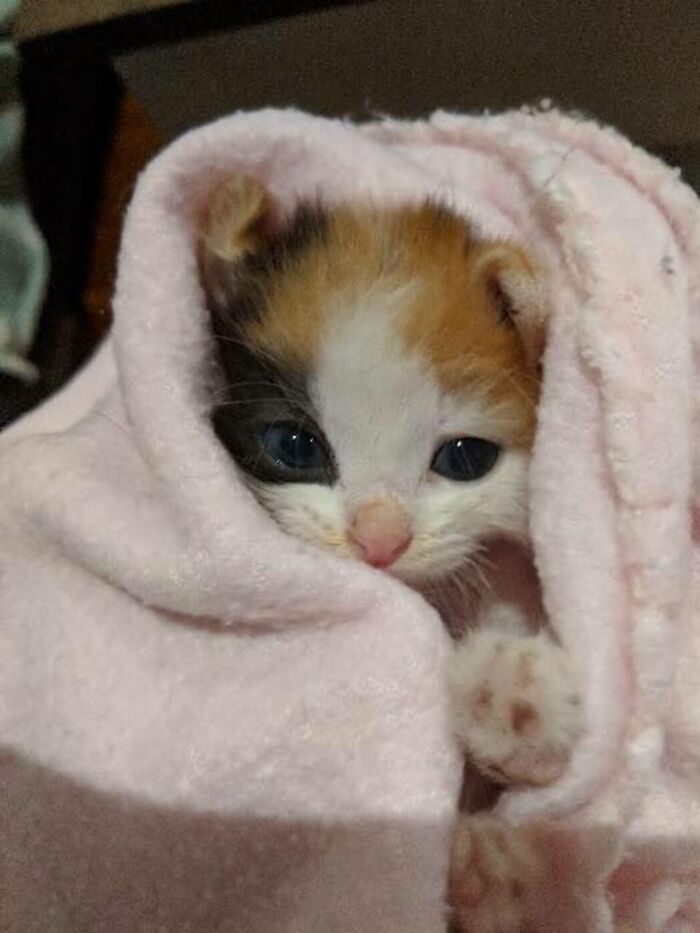 Kitten With Small Body But Strong Will To Live Undergoes A Life-Changing Transformation That Turns It Into A Gorgeous Calico Cat Kitten With Small Body But Strong Will To Live Undergoes A Life-Changing Transformation That Turns It Into A Gorgeous Calico Cat